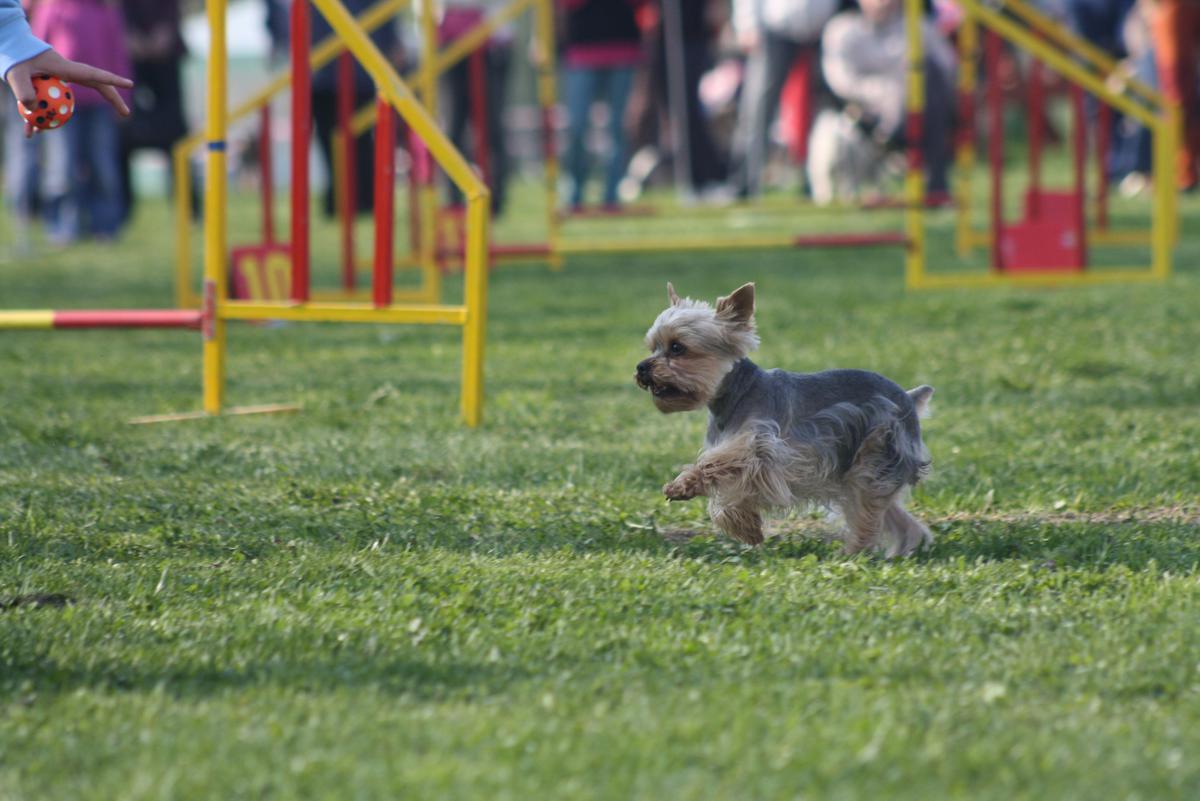 Agility_055