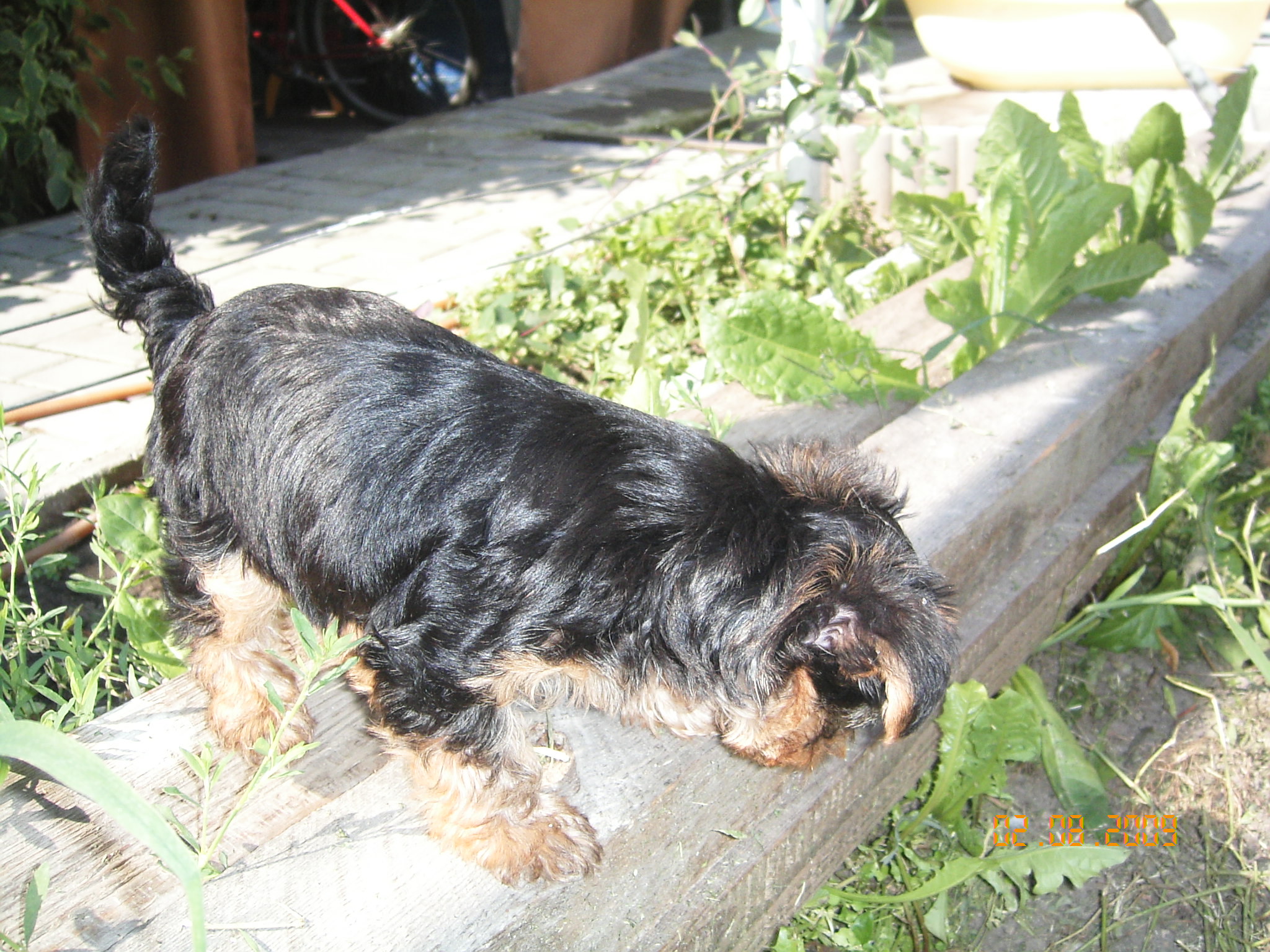 1.8.2009 ROXA 038