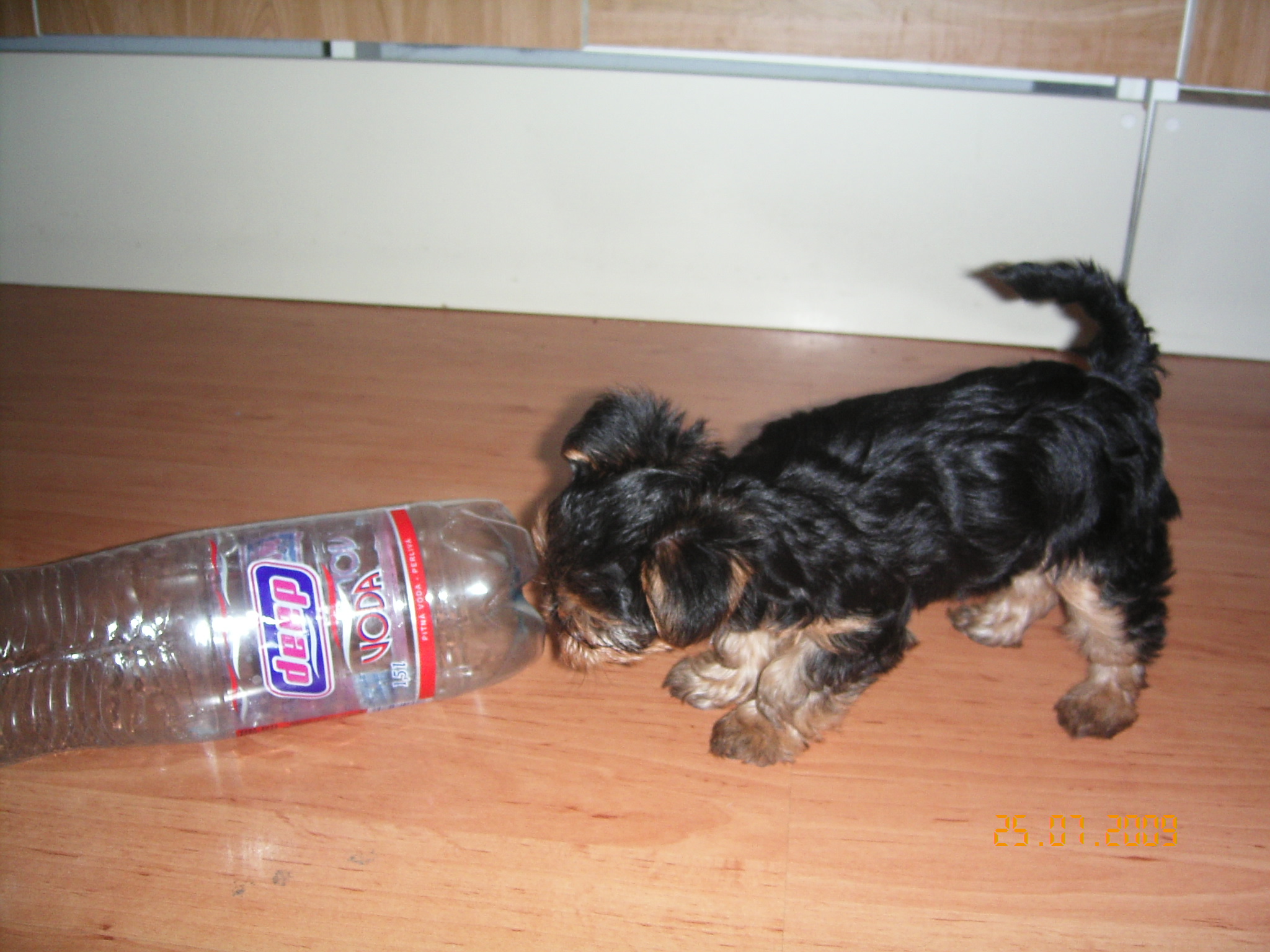 1.8.2009 ROXA 006