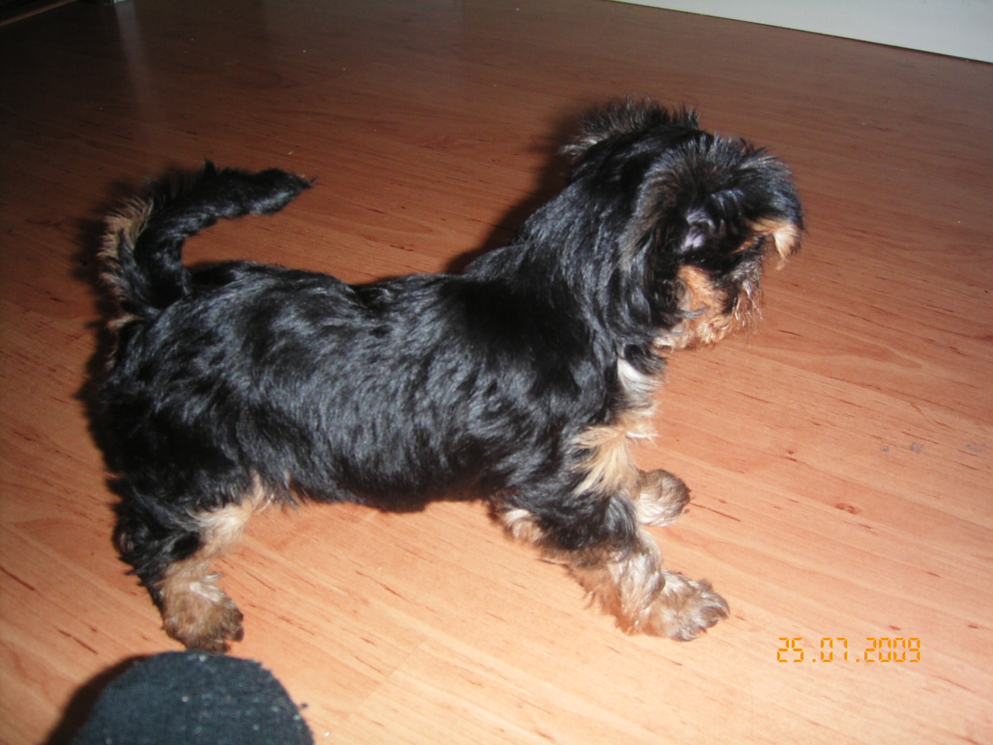 1.8.2009 ROXA 009