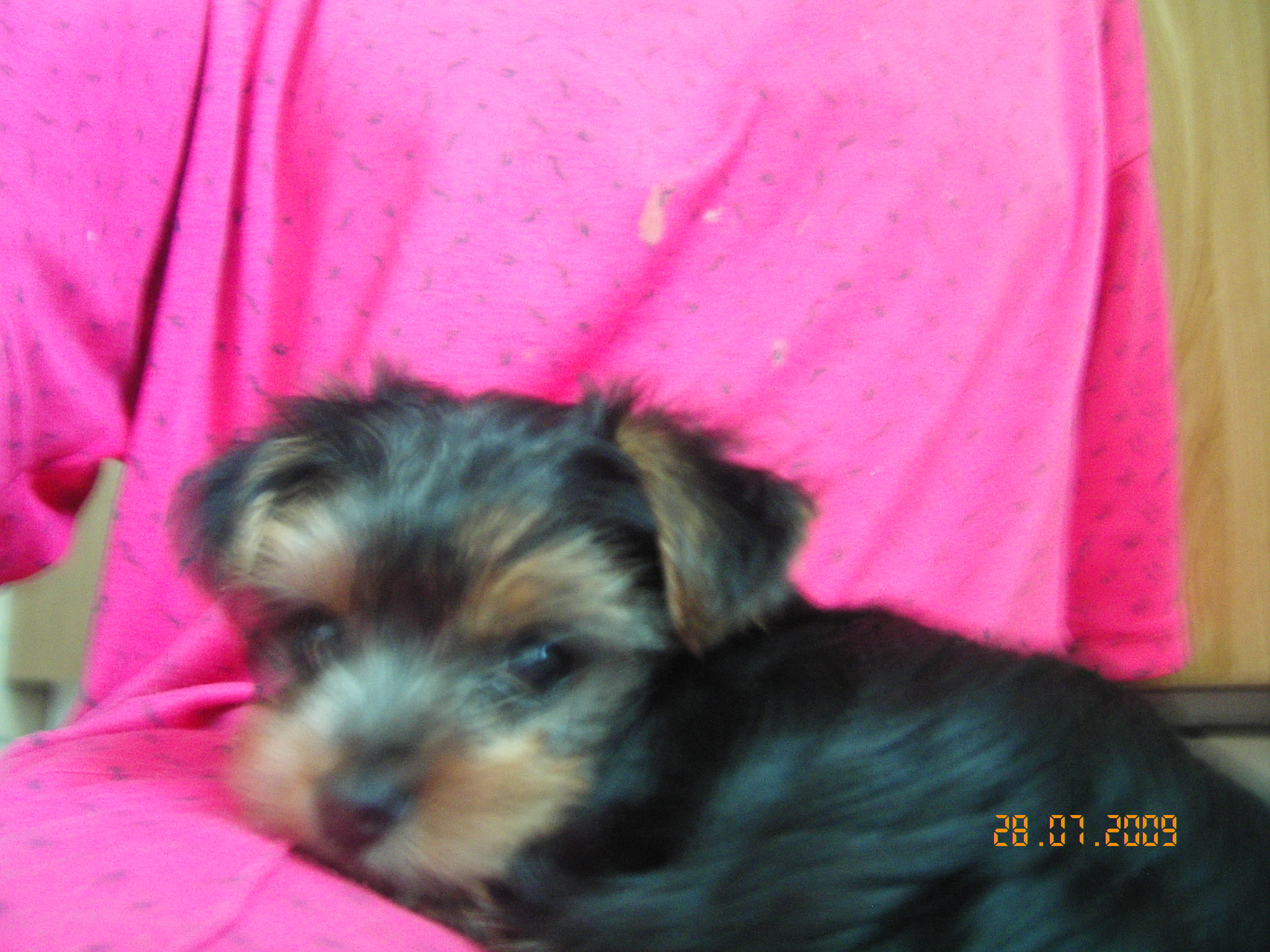1.8.2009 ROXA 029