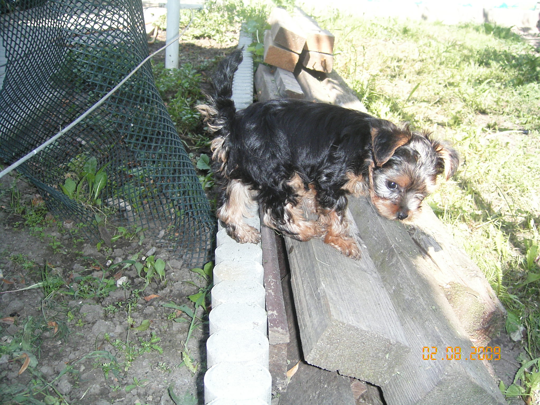 1.8.2009 ROXA 033