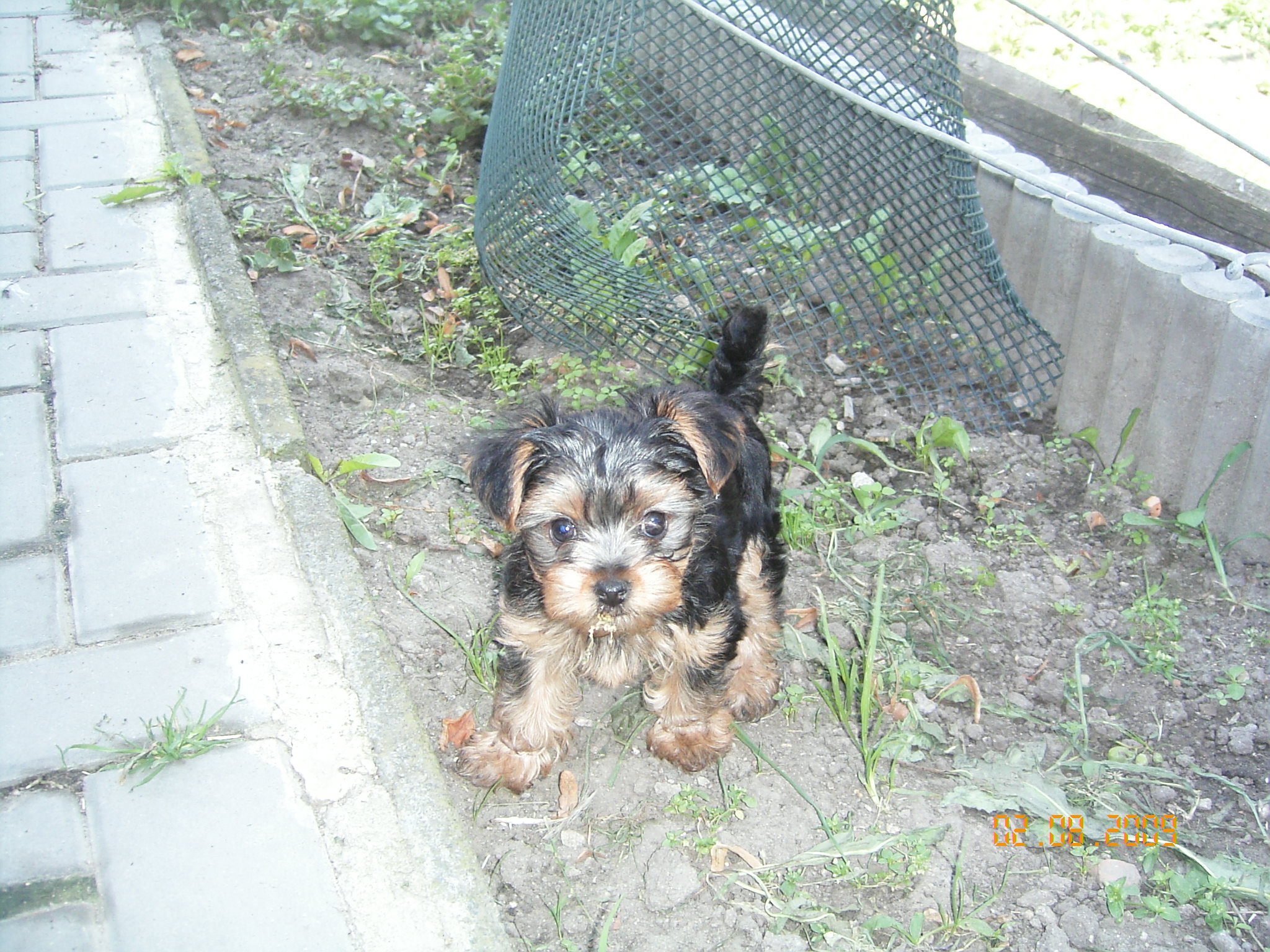 1.8.2009 ROXA 035