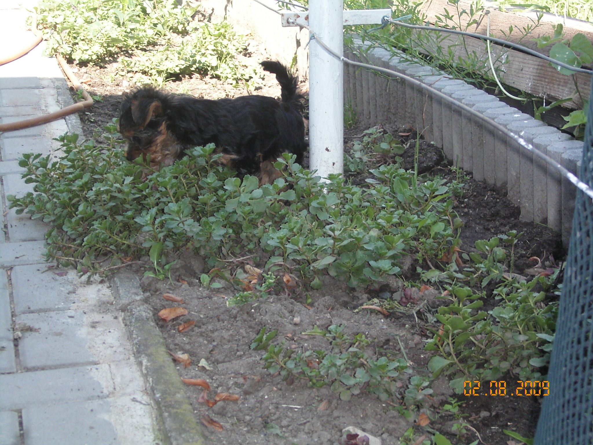 1.8.2009 ROXA 036