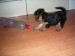 1.8.2009 ROXA 010