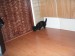 1.8.2009 ROXA 012