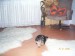 1.8.2009 ROXA 025