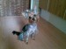 Obraz025